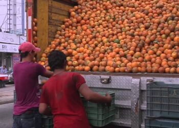 PRODUCTORES DE CÍTRICOS DE LLERA REPORTAN PÉRDIDAS DE HASTA UN 40%