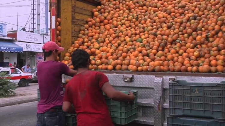 PRODUCTORES DE CÍTRICOS DE LLERA REPORTAN PÉRDIDAS DE HASTA UN 40%