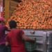 PRODUCTORES DE CÍTRICOS DE LLERA REPORTAN PÉRDIDAS DE HASTA UN 40%