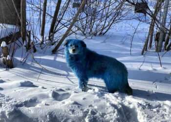 Aparecen perros azules. Fenómeno en Rusia