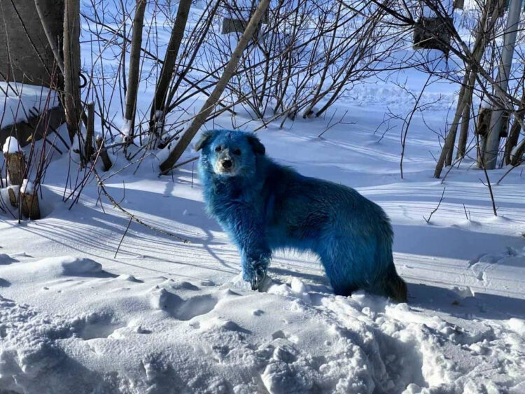Aparecen perros azules. Fenómeno en Rusia