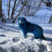 Aparecen perros azules. Fenómeno en Rusia