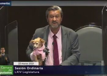 DIPUTADO SUBE A LA TRIBUNA CON UN PERRITO, EL MOMENTO SE VIRALIZA Y CAUSA TERNURA EN REDES SOCIALES