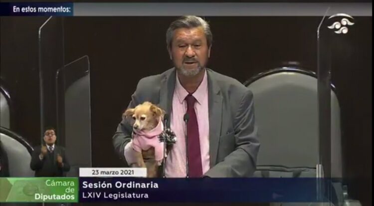 DIPUTADO SUBE A LA TRIBUNA CON UN PERRITO, EL MOMENTO SE VIRALIZA Y CAUSA TERNURA EN REDES SOCIALES