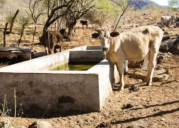 MATA SEQUIA 200 RESES EN TAMAULIPAS LLOVERÁ HASTA MAYO, PERO POCO