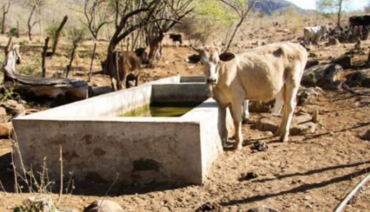 MATA SEQUIA 200 RESES EN TAMAULIPAS LLOVERÁ HASTA MAYO, PERO POCO