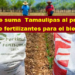 SE SUMA  TAMAULIPAS AL PROGRAMA DE FERTILIZANTES PARA EL BIENESTAR