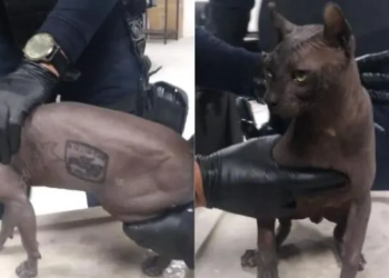 HALLAN EN CERESO DE JUÁREZ GATO EGIPCIO TATUADO COMO ‘MEXICLE’