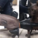 HALLAN EN CERESO DE JUÁREZ GATO EGIPCIO TATUADO COMO ‘MEXICLE’