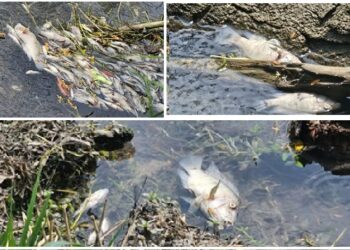 INVESTIGAN MORTANDAD DE PECES EN CANAL DE EL MANTE: ACTIVAN PROTOCOLO AMBIENTAL Y SANITARIO
