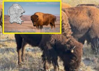 Regresa el bisonte americano a Coahuila después de 160 años: UN RENACER EN CUATRO CIÉNEGAS