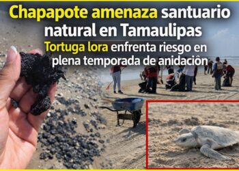 Chapapote amenaza santuario natural en Tamaulipas