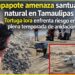 Chapapote amenaza santuario natural en Tamaulipas
